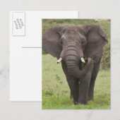 Africa Tanzania Elephant at Ngorongoro Crater ポストカード (正面/裏面)