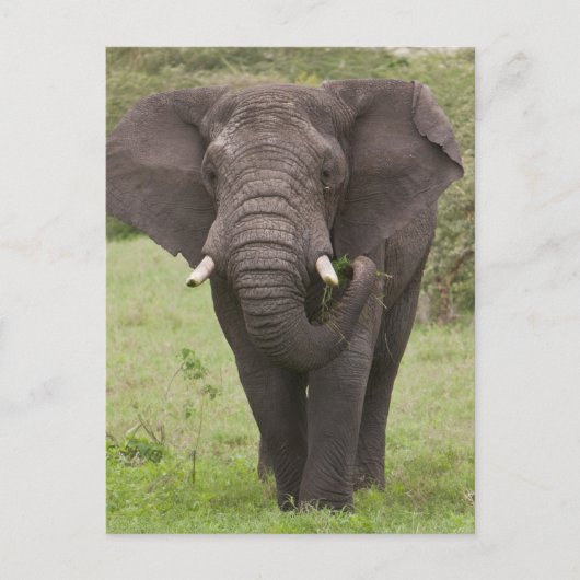 Africa Tanzania Elephant at Ngorongoro Crater ポストカード (正面)