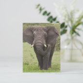 Africa Tanzania Elephant at Ngorongoro Crater ポストカード (スタンド正面)