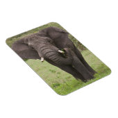 Africa Tanzania Elephant at Ngorongoro Crater マグネット (右側)