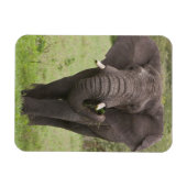 Africa Tanzania Elephant at Ngorongoro Crater マグネット (横)
