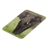 Africa Tanzania Elephant at Ngorongoro Crater マグネット (左側)