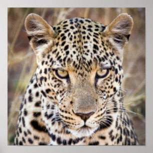 African 威厳のある Leopardのポスターまたはプリント ポスター