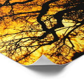 African baobab tree, Adansonia digitata, ポスター (角)