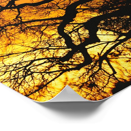 African baobab tree, Adansonia digitata, ポスター (角)