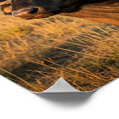 African Buffalo ポスター (角)