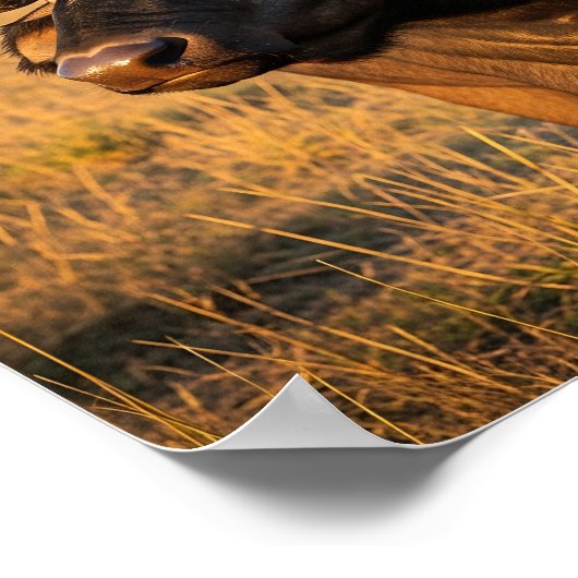 African Buffalo  ポスター (角)