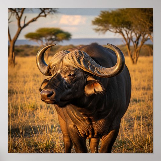 African Buffalo  ポスター (正面)