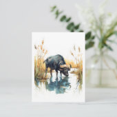 African Buffalo at Water’s Edge シーズンポストカード (スタンド正面)