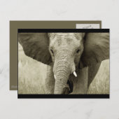 African Bull Elefantはがき(カスタマイズ) ポストカード (正面/裏面)