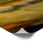 African Burrowing Bullfrog, Pyxicephalus ポスター (角)