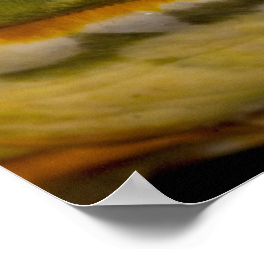 African Burrowing Bullfrog, Pyxicephalus ポスター (角)