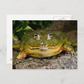 African Burrowing Bullfrog, Pyxicephalus ポストカード (正面/裏面)