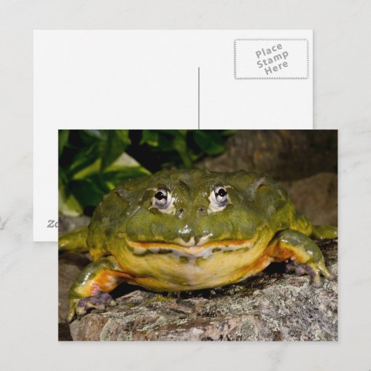 African Burrowing Bullfrog, Pyxicephalus ポストカード (正面/裏面)