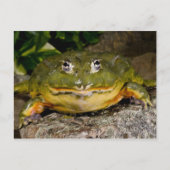 African Burrowing Bullfrog, Pyxicephalus ポストカード (正面)