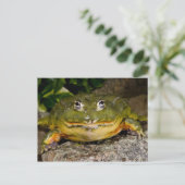 African Burrowing Bullfrog, Pyxicephalus ポストカード (スタンド正面)