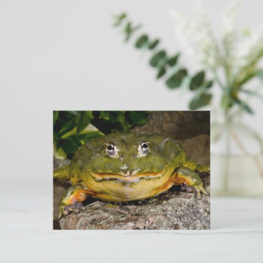 African Burrowing Bullfrog, Pyxicephalus ポストカード (スタンド正面)