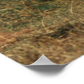 African Bush Elephant ポスター (角)