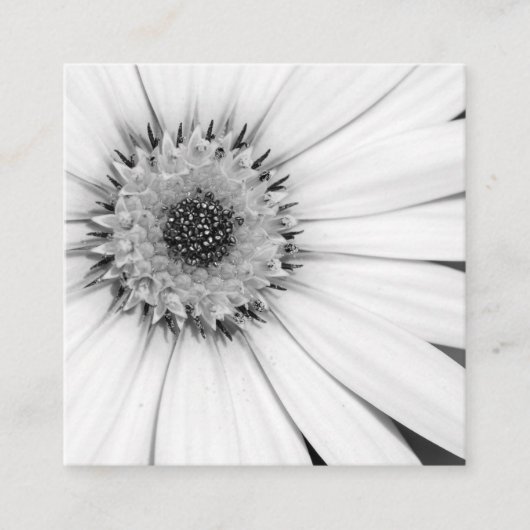 African Daisy Monochrome Floral Square Business Ca スクエア名刺 (正面)