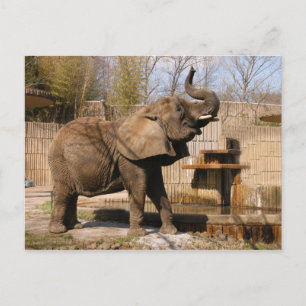 African_Elefant_001 ポストカード