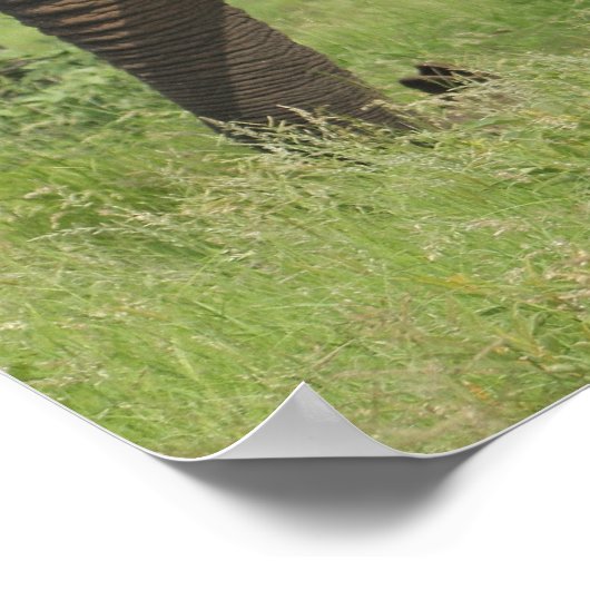 african elephant ポスター (角)