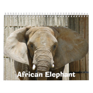 African_Elephant_005のアフリカゾウ カレンダー