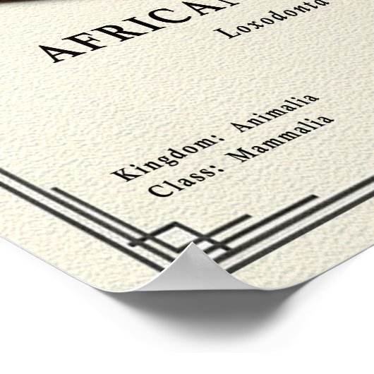 African Elephant Zoology Series ポスター (角)