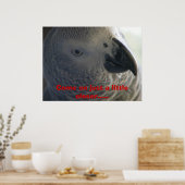 African Grey Parrot ポスター (キッチン)