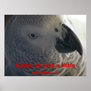 African Grey Parrot ポスター