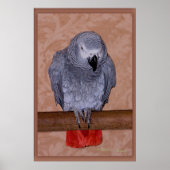 African Grey Parrot ポスター (正面)