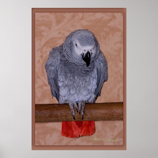 African Grey Parrot ポスター (正面)