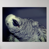 African Grey Parrot Cute Bird  ポスター (正面)
