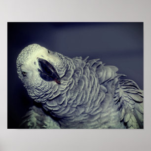 African Grey Parrot Cute Bird  ポスター