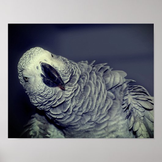 African Grey Parrot Cute Bird  ポスター (正面)