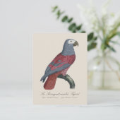African Grey Parrot Red Factor Psittacus Erithacus ポストカード (スタンド正面)