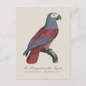 African Grey Parrot Red Factor Psittacus Erithacus ポストカード (正面)
