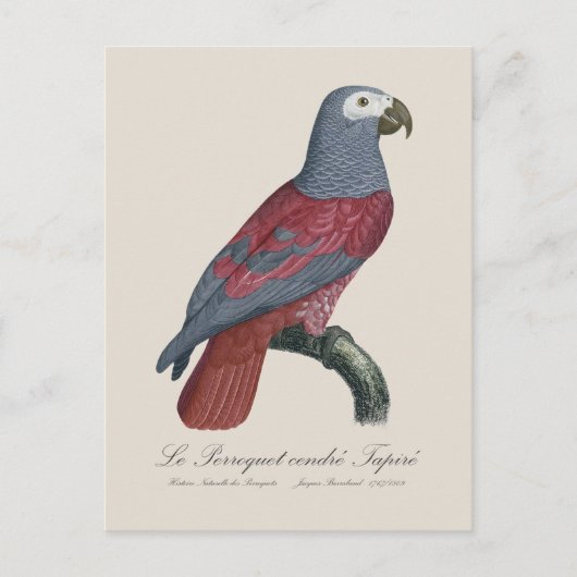 African Grey Parrot Red Factor Psittacus Erithacus ポストカード (正面)