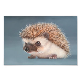 African Pigmy Hedgehog Poster フォトプリント