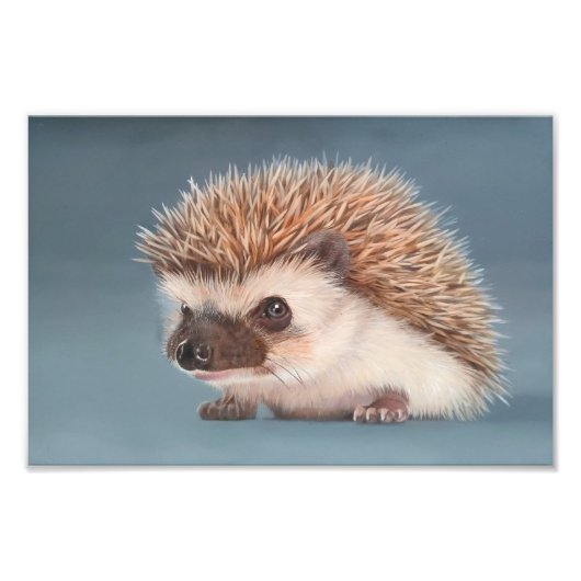 African Pigmy Hedgehog Poster フォトプリント (正面)