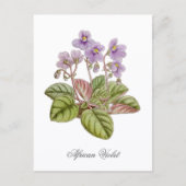 African Violet Curtis Botanical ポストカード (正面)