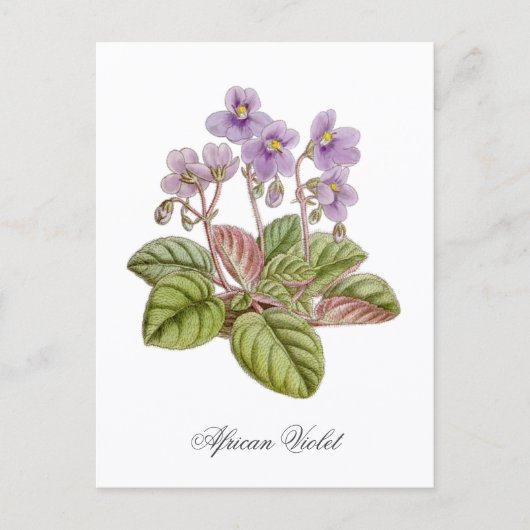 African Violet Curtis Botanical ポストカード (正面)