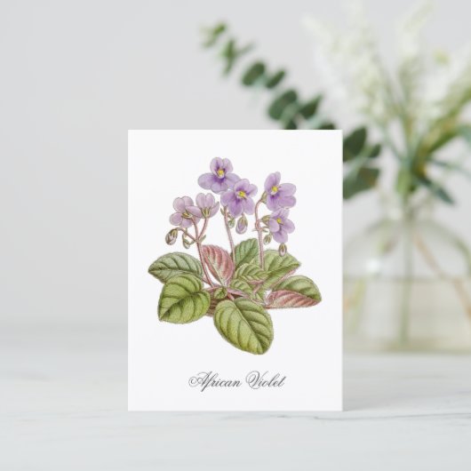 African Violet Curtis Botanical ポストカード (スタンド正面)