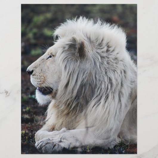 African White Lionプロフィール写真 チラシ (正面)