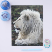 African White Lionプロフィール写真 チラシ (シングル)