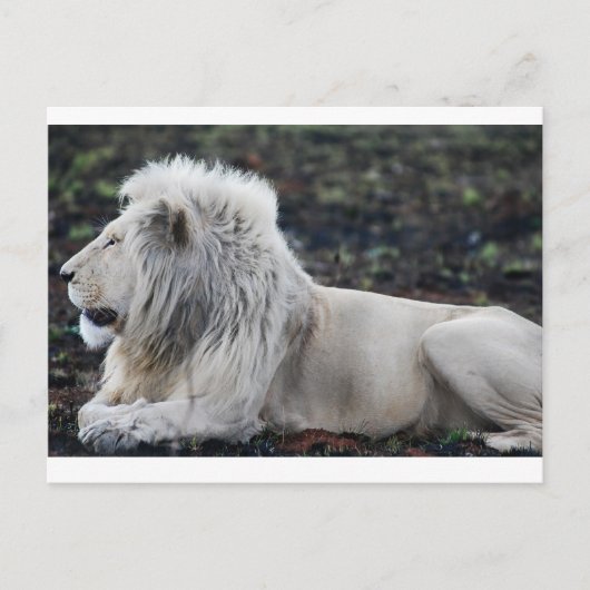 African White Lionプロフィール写真 ポストカード (正面)