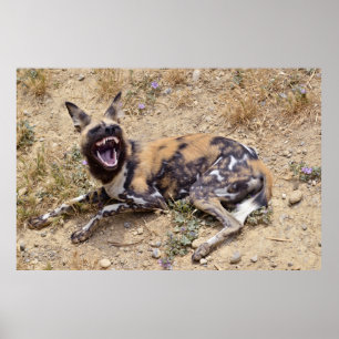 African Wild Dog showing its teeth ポスター