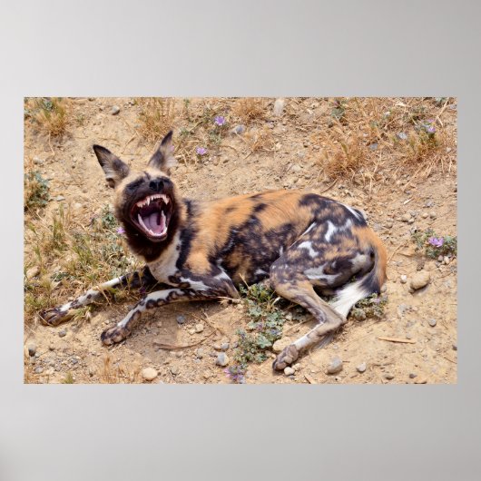 African Wild Dog showing its teeth ポスター (正面)