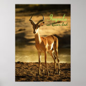 African Wildlife Impala in River-bed ポスター (正面)