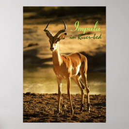 African Wildlife Impala in River-bed ポスター
