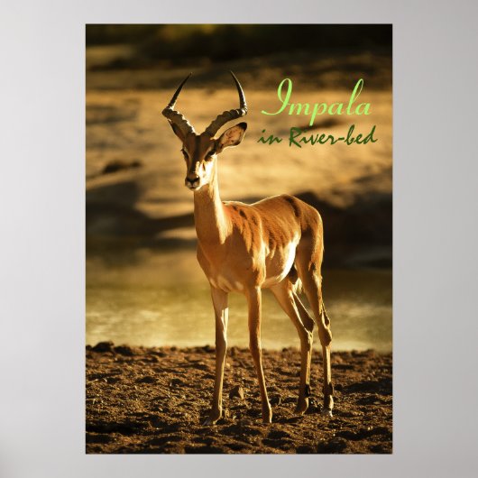 African Wildlife Impala in River-bed ポスター (正面)